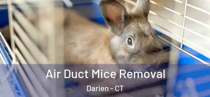  Air Duct Mice Removal Darien - CT